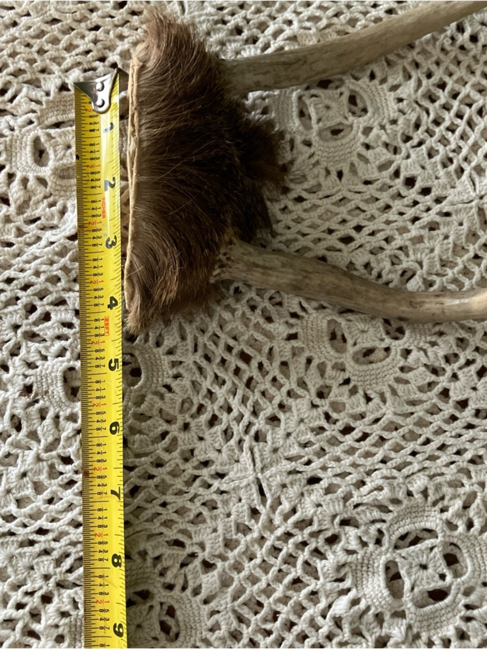 3 Point Real Whitetail Deer Antlers And Scull Cap Taxidermy Crafts More - Picture 6 of 7